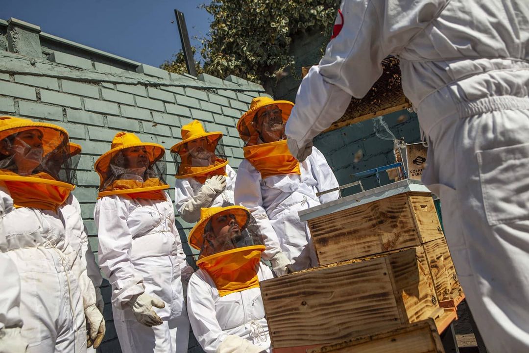 Colmenas Urbanas: Equilibrio ecológico cuidando a las abejas