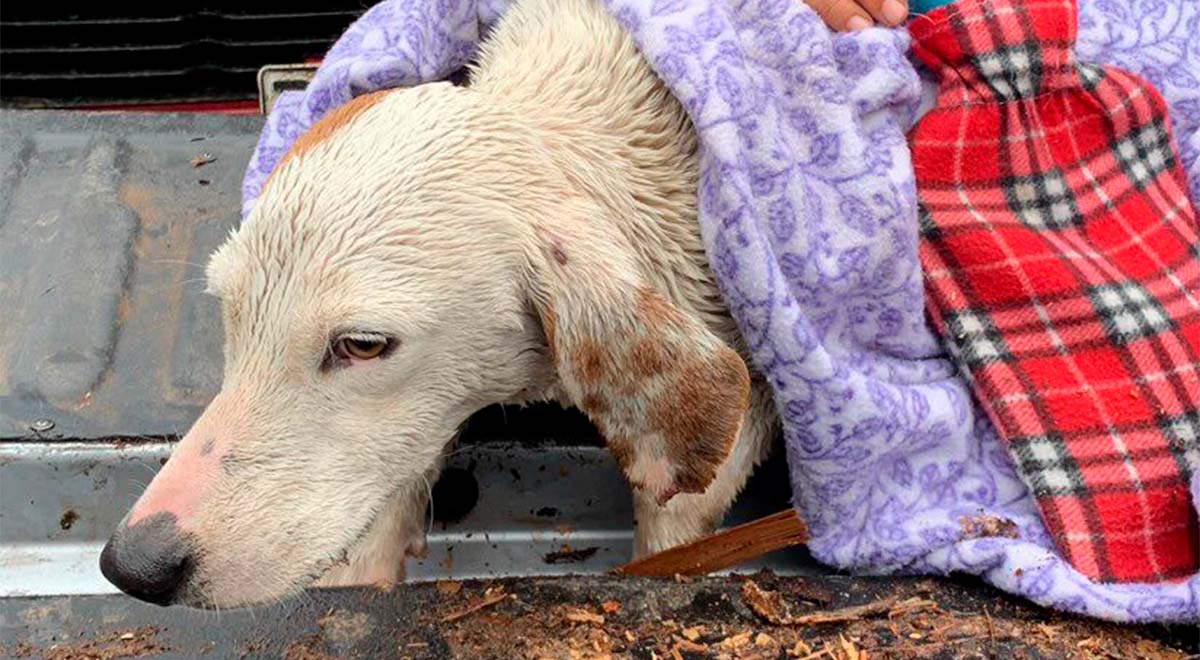 Te mostramos el trabajo de Ayuda Callejeros, El Colegio Médico Veterinario y Patas, pezuñas y garras Coinco. Tres iniciativas para ir en rescate y ayuda de animales y mascotas en las zonas más afectadas por la emergencia climática.